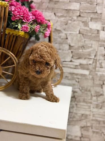 itlə barter: Pudel — 4