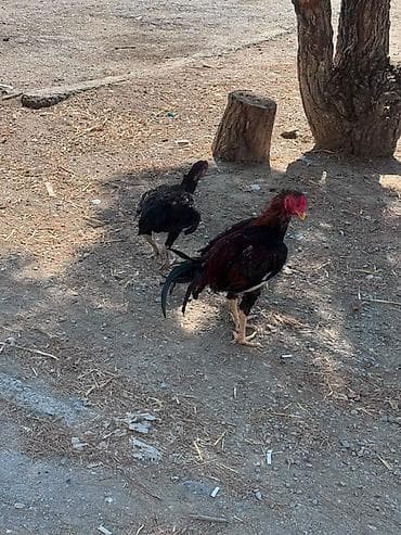 K/t heyvanları və malları: Barter edirem yerli toyuqlarla — 3