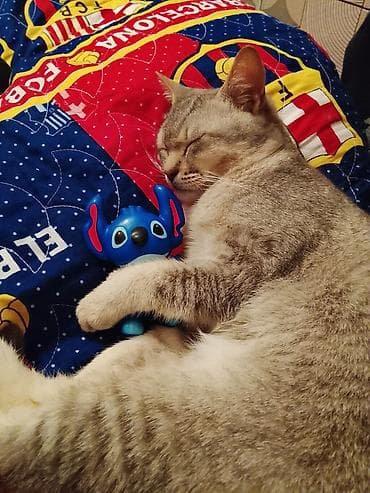 azərbaycanca pişik adları: Erkək — 2