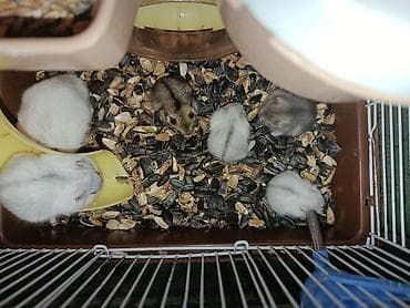 Balaca xomyaklar – ev heyvanı kimi saxlanılması rahat, mehriban və