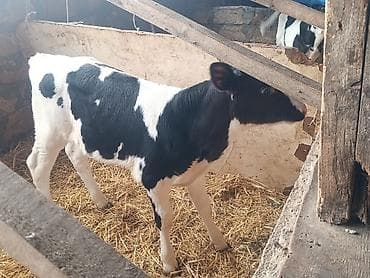 kok dana: Salam 3 bas buzovdu 2 si erker 1 ri disi hamsi sort ineklerin — 3