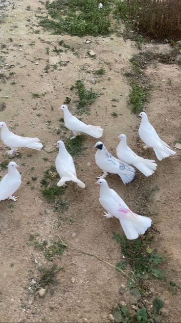 hazır ev çertyojları: Törəmə enniquyruğlar hazır cütlərdə var tək erkey mayalarda Quyruğ — 6