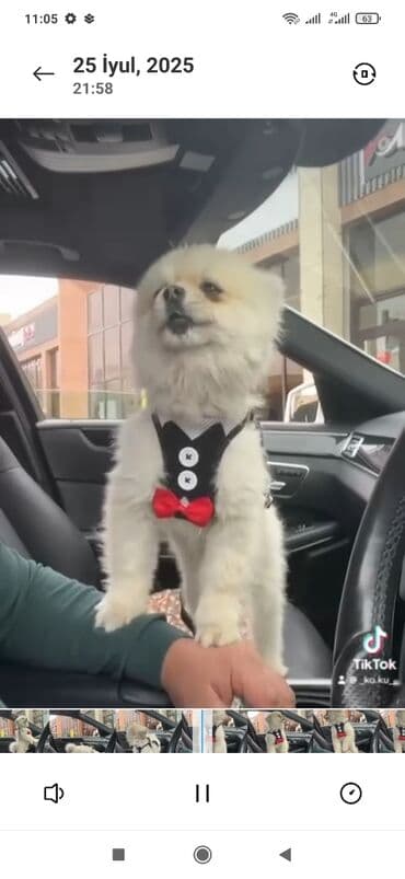 Şpitz, 1 il, Erkek lalafo.az -da Şpitz, 1 il, Erkek