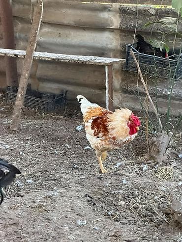 dovşan satışı: Cins toyuq və xoruzların satışı Şəkildə gördüyünüz cins toyuqların — 2