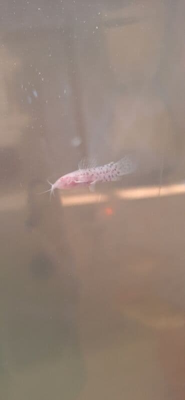 Gəmiricilər: Dördbucaq akvarium, Balıqlarla birlikdə, 64 l, Ünvandan götürmə — 9