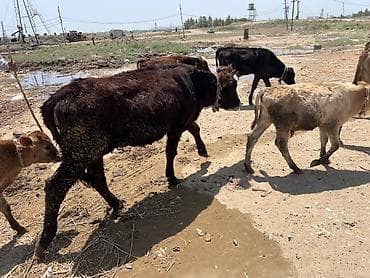 xaski gəncə: Dana, buzov, Erkək, ay: 1, 150 kq, Ətlik, Ödənişli çatdırılma — 5