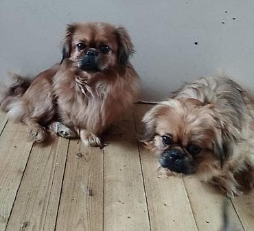 ucuz inəklər: Pekines (Pekingese) balaları - Cins: Pekines - Rənglər: açıq kremdən — 6