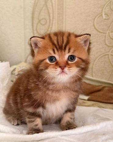 шотландская кошка купить: Шотландская — 3