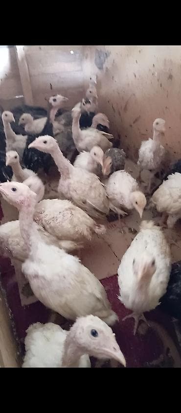 keçi şəkilləri: Məhsul:3 aylıq Hinduşka balaları 38 ədəddir. - Növ: Yekə sortda olan — 3