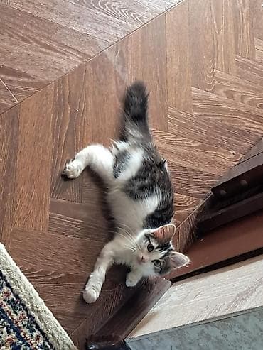 ev heyvanı satışı: 4 aylıq pişik balasına,cinsi qızdır, xeyirxah sahib axtarırıq.Masya — 2