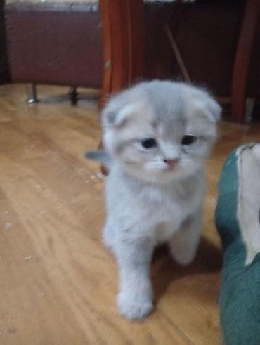 pişiy: Britan yastı qulaq, Erkək, Dişi, Yaxşı əllərə — 4