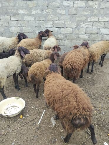 bmw 3 серия 328xi at: Erkək, Qala, il: 1, 70 kq — 20