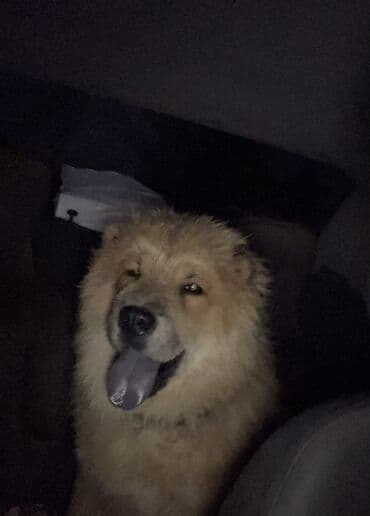 akita iti satilir: Çau-Çau, 1 il, Erkek — 1