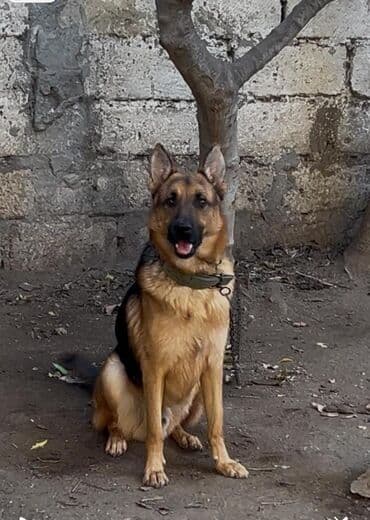 8 ayliq erkek nemeçiski afcarka.cox tecili satilir. Qiymet 80 azn