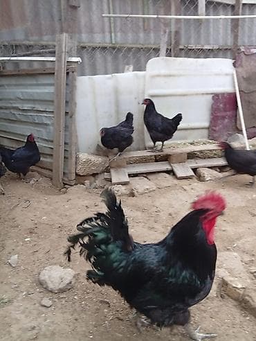 kend toyuqları: Toyuq, Australorp, Yumurtalıq, Ünvandan götürmə — 7