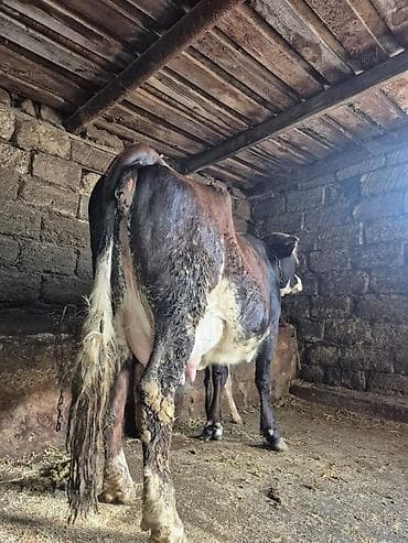 mal inək: 14 litir süd verir 3 qarına doğub 15 gündü doğub balası dişdi — 4