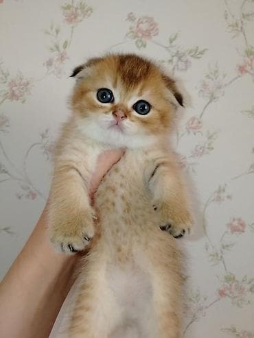 pişiy: Şotland — 5