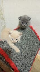 pişik satışı bakı: Şotland, Erkək, Ünvandan götürmə — 1