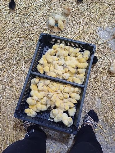 Balıqlar: Toyuq cücələri, Ətlik — 3