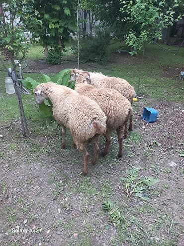 heyrati gence: Qurbanlıx erkek quzular satılır 3 denedi Gəncədədi — 2