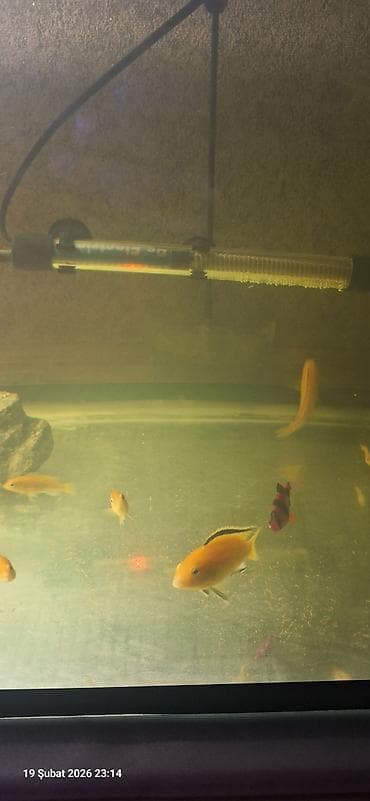 Pişiklər: Cixlid balığı, Yırtıcı, Pulsuz çatdırılma — 7