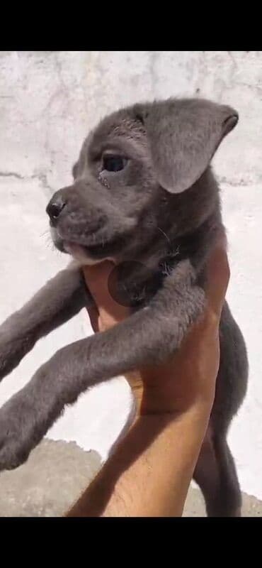 itler bala: Kane-Korso — 2