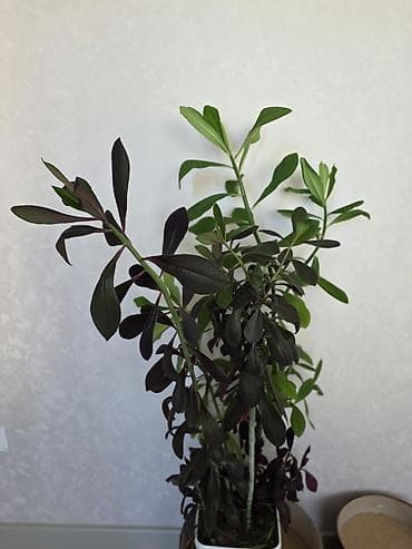 monstera bitkisi: Dekorativ otaq bitkisi – qarışıq kompozisiya (yaşıl və bənövşəyi — 2