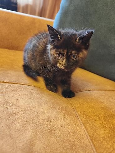 etibarlı əllərə: Отдаются бесплатно домашние 2 месячные котята. Только в добрые и — 4