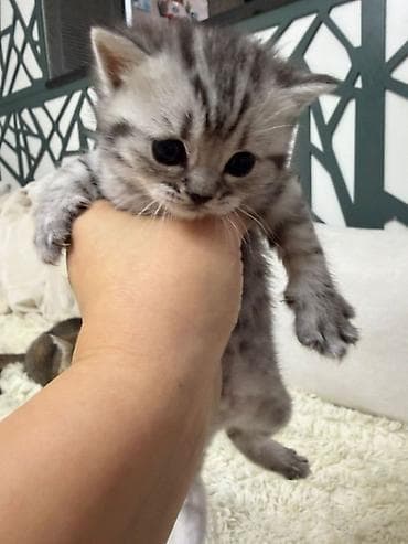 britain pişiyi: Britan, Erkək — 3