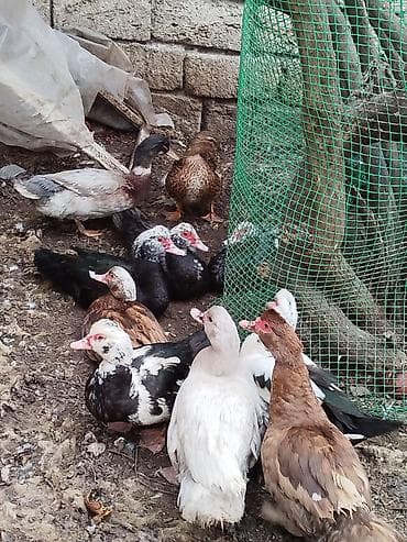 Toyuqlar: Yerli disilər 20 manat karicnivi goylər 25 manat goy ərkeylər 35 manat — 6