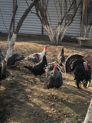 Məhsul: Hindular (xoruz və dişilər) Təsvir: - Geniş həyət şəraitində