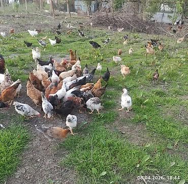 ordək balası və cucə: Toyuq, Ətlik — 3