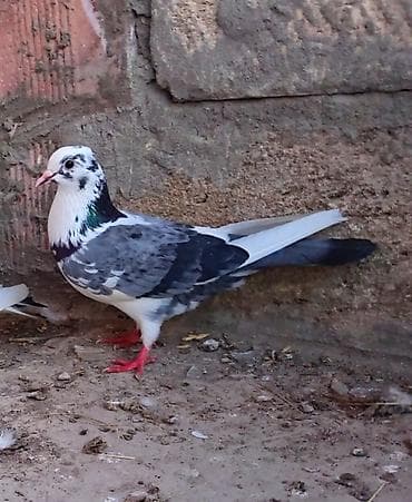 Goy cep maya satilir saglam qusdu qiymeti 20 azn Bakıya gondermek olar