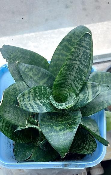 Daxili sukulentlər kolleksiyası – 4 müxtəlif növ - Sansevieria