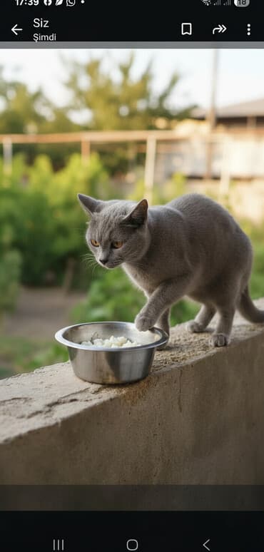 pişik cutleşdirme: Yaxşı əllərə — 2