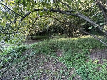 xacmazda findiq bagi satilir: Kənd təsərrüfatı — 4