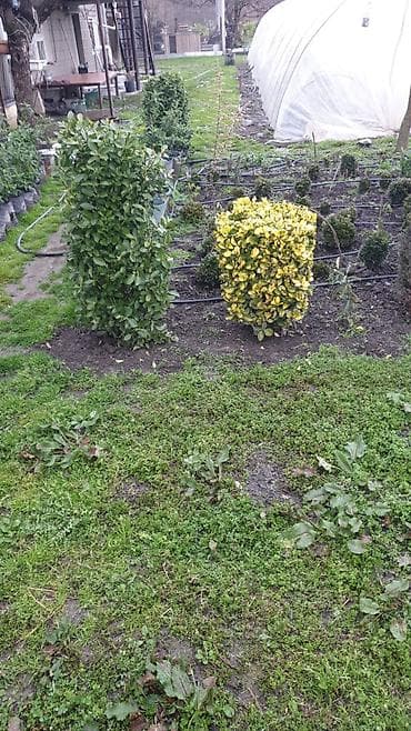 tikanlı bitkilər: Həmişəyaşıl dekorativ kollar – landşaft və hedc üçün - Bitki — 1