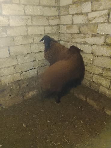 qoyun sortları: 1 illik qoç 2 dənə dişi quzu satılır — 6