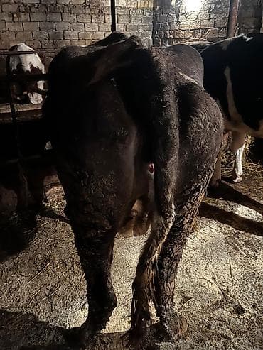 Quzu: Ətlik inək — 2