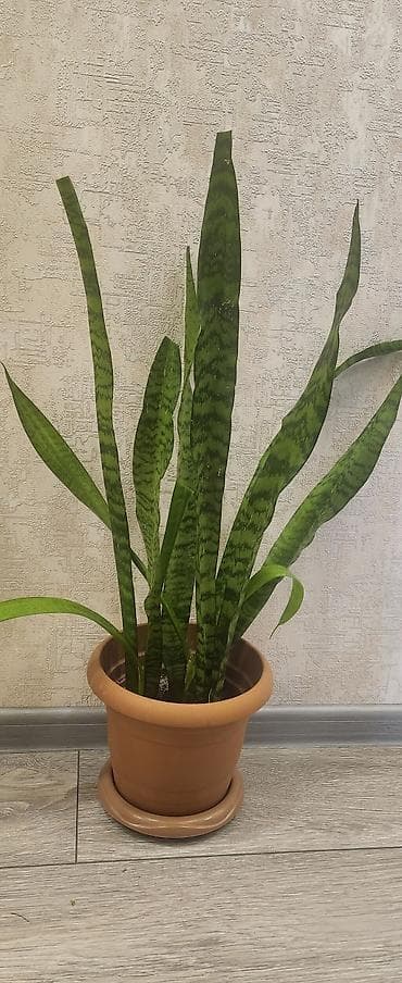 sultan daragi gülü: Sansevieria (Qayın dili) – otaq bitkisi - Növ: Sansevieria — 2