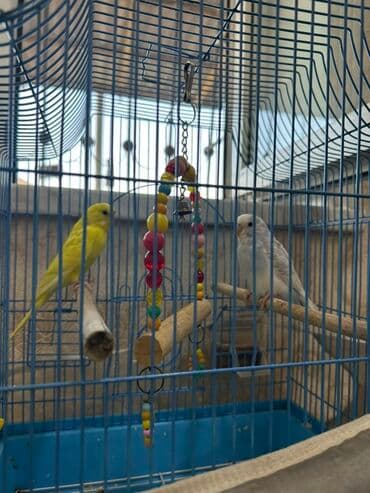 Xüsusiyyətlər: - Quşlar: 1 ədəd parlaq sarı, 1 ədəd açıq mavi-ağ