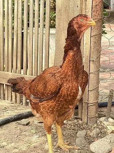 sort toyuq: Məhsul: heyratı fərəsidir 1.8 yaş Super qan iri çəki isdiyen yazsın — 2