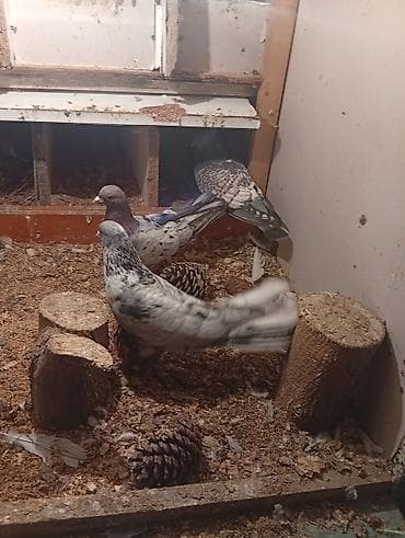 Птицы: Məhsul: Ev quşları – göyərçinlər (müxtəlif rəng və naxışlarda) — 3