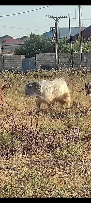 Зоотовары: Erkək keçidir 2 yaşı var qiymətdə razılaşma olacaq — 4