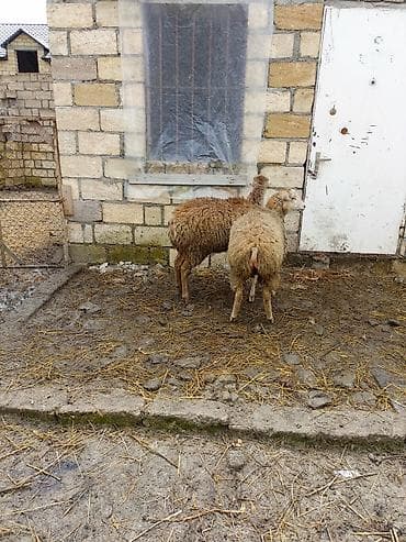 Quzu
1 erkək 2 dişi quzu satılır