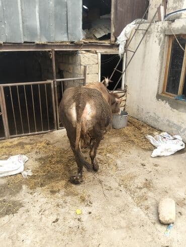 simmental inək cinsi: Dişi, il: 7, 230 kq, Ətlik, Ünvandan götürmə — 6