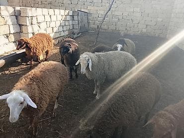 ana arı satışı: Qoyun sürüsü satılır - Növ: yerli qarışıq cinslər (qəhvəyi, qara və — 6
