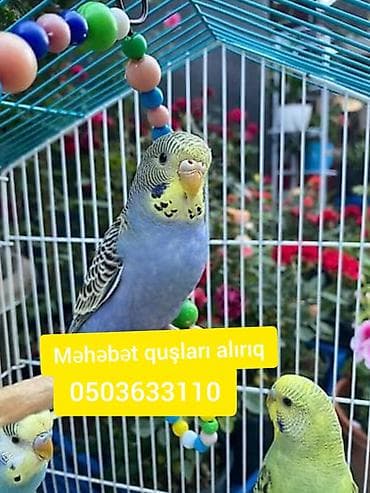 qus bazari bakida: Sağlam Məhəbət quşları alıram. Maqazin Qiymətə satanlar natahat — 1