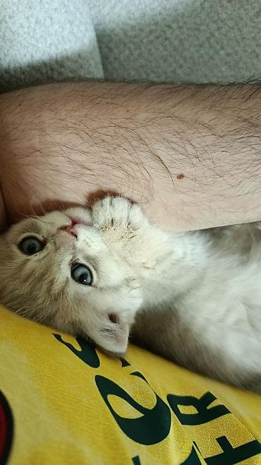 Digər heyvanlar: Şinşilla, Dişi, Yaxşı əllərə — 4