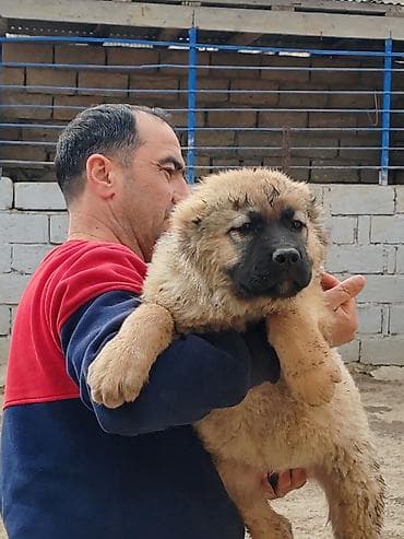 kaski iti: Qafqaz çoban iti, Peyvəndli — 1